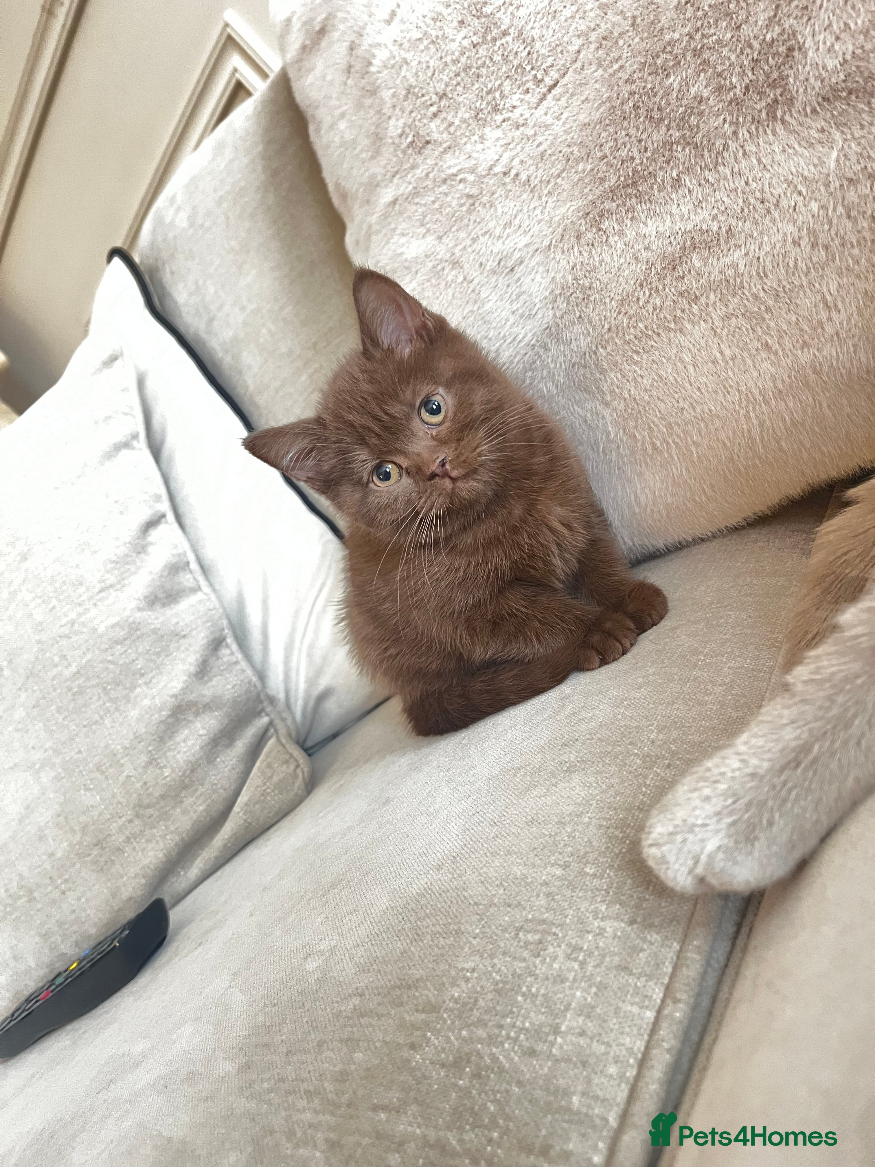 British Shorthair cats 🏆 Cinnamon female available due to time waster 🐱 - Advert 2