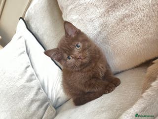 British Shorthair cats 🏆 Cinnamon female available due to time waster 🐱 - Advert 1