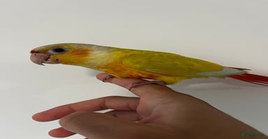 Budgerigars birds - Advert 2