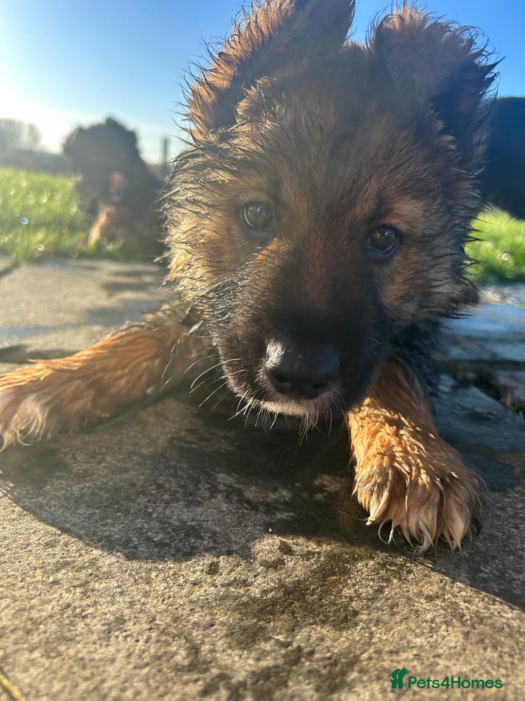 Mixed Breed dogs for sale: Gorgeous litter of Shollie puppies for sale - Advert 5