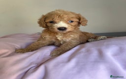 Cockapoo dogs for sale: Cockapoo puppies  - Image 17