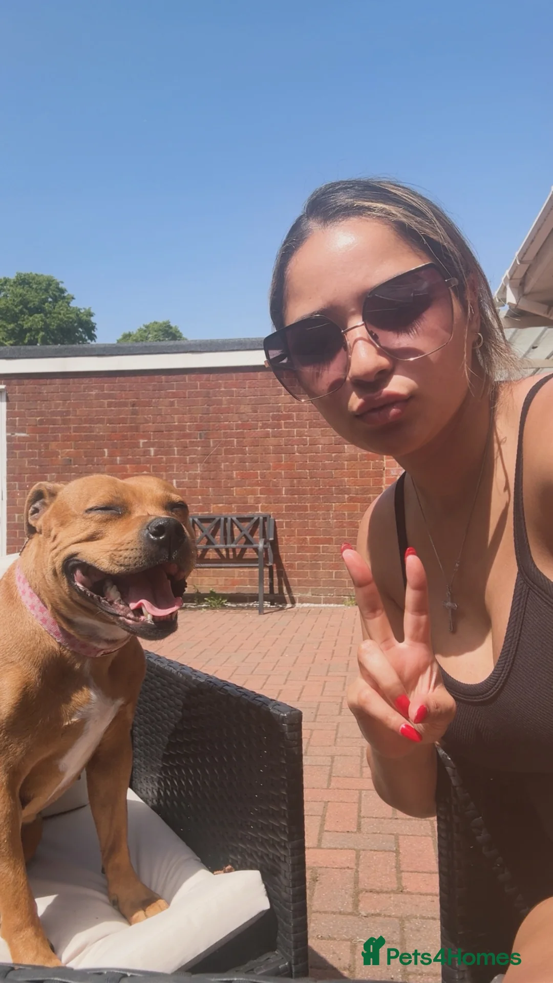 Staffordshire Bull Terrier dogs for sale: Nelly needs her forever family ❤️ - Advert 9