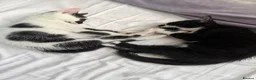 Mixed Breed cats for sale: Two Adorable Kittens Looking for Their  Home! - Advert 2