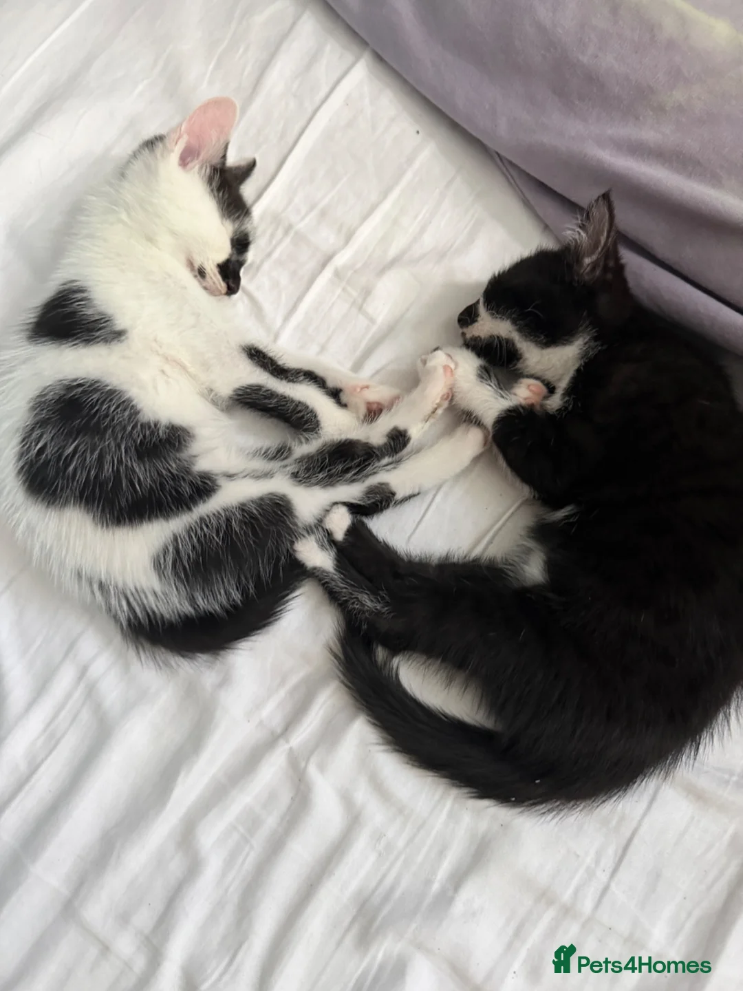 Mixed Breed cats for sale: Two Adorable Kittens Looking for Their  Home! - Advert 2