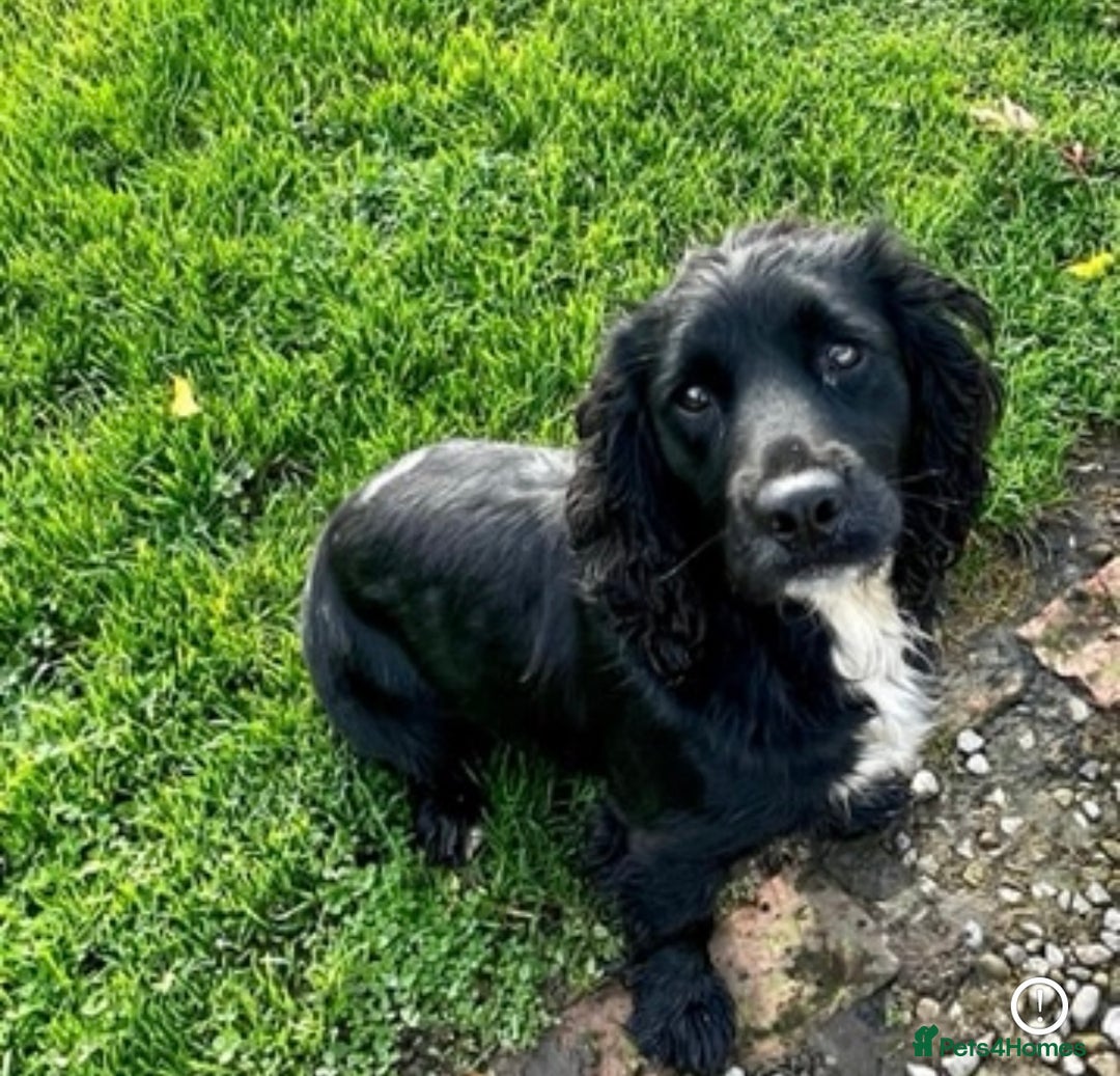 Cockerdor dogs for sale: Adorable Cockerdors  - Image 5
