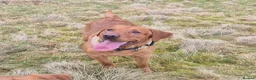 Labrador Retriever dogs for stud: Fully Health Tested Red Fox Lab Stud - Advert 6