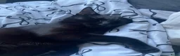 British Longhair cats for sale: Black cat  - Advert 6