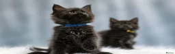 Maine Coon cats for sale: 🔥Black & Smoke Maine Coon Kittens🔥 - Advert 16