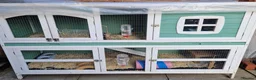 Guinea Pig rodents for sale: 2 male guinea pigs looking for there forever home - Advert 8