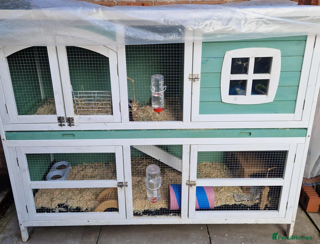 Guinea Pig rodents for sale: 2 male guinea pigs looking for there forever home - Advert 8