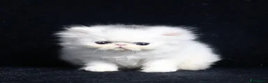 Persian 1