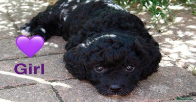 Cavapoochon dogs - Advert 7