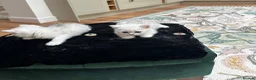 British Shorthair cats for sale: Beautiful British Shorthair Silver Shaded Kittens in Leicester - Advert 9