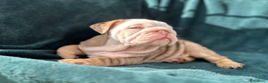 English Bulldog 6