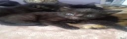 Mixed Breed cats for sale: Tabby, all black and black and white kittens   - Advert 3