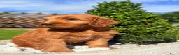 Australian Labradoodle dogs for sale: Australian labradoodles  in Leicester - Advert 12