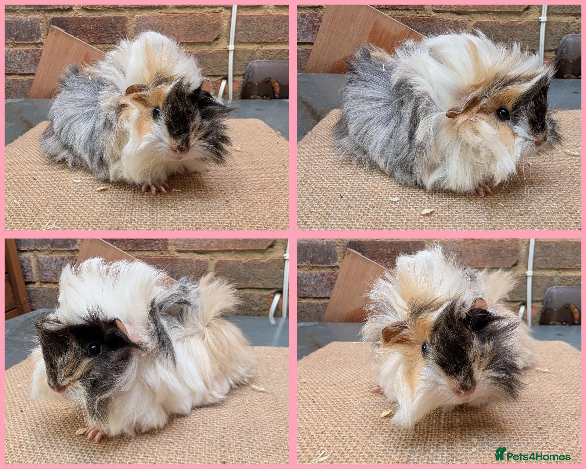 Guinea Pig rodents for sale: 5 Baby Girl Guinea Pigs - Advert 2