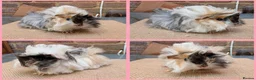 Guinea Pig rodents for sale: 5 Baby Girl Guinea Pigs - Advert 2
