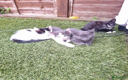 Mixed Breed cats for sale: Kitten for sale - Image 4