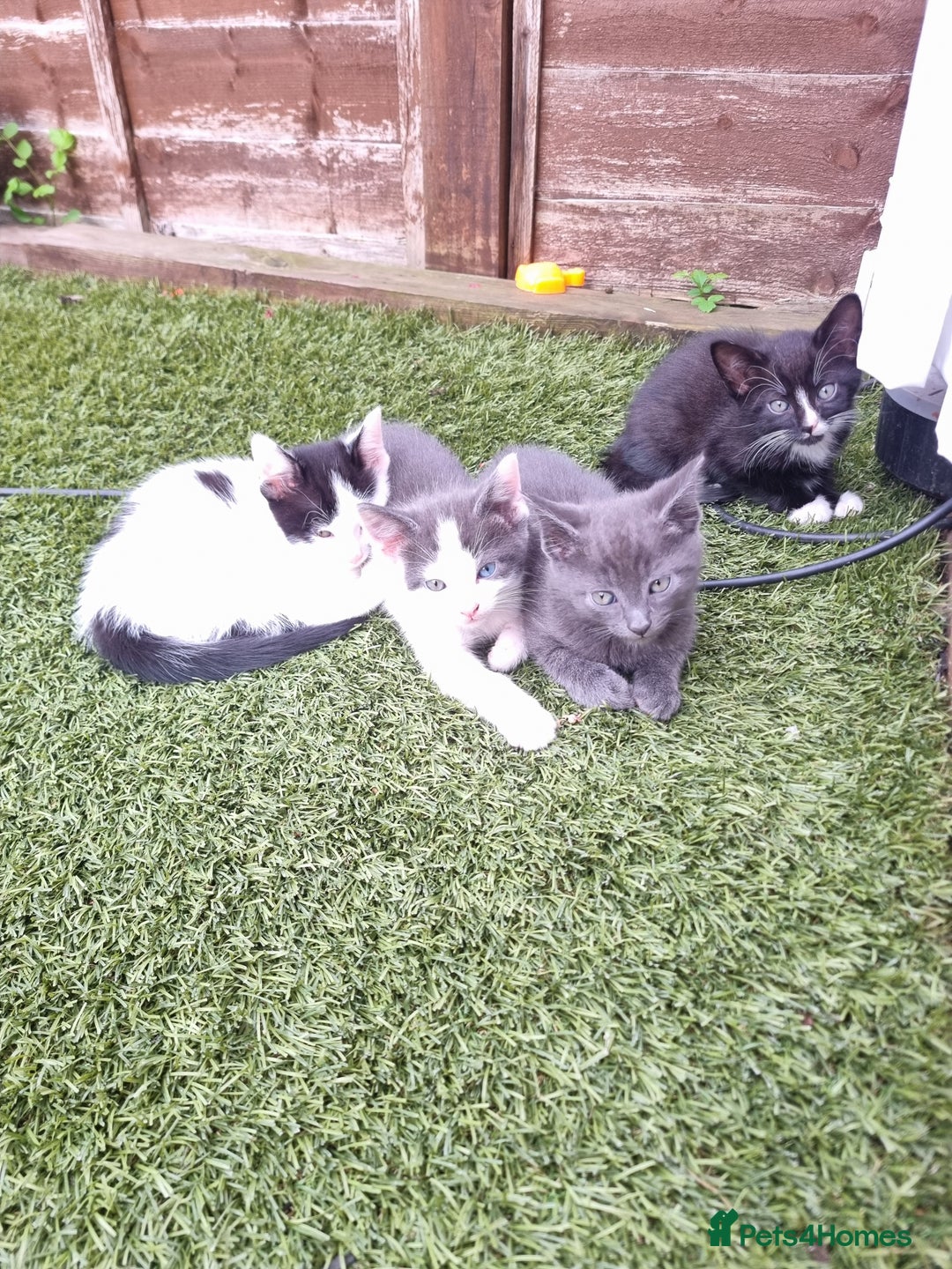 Mixed Breed cats for sale: Kitten for sale - Image 4