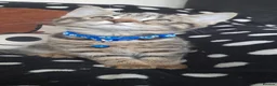Mixed Breed cats for sale: Cute kittens  in Southsea - Advert 7