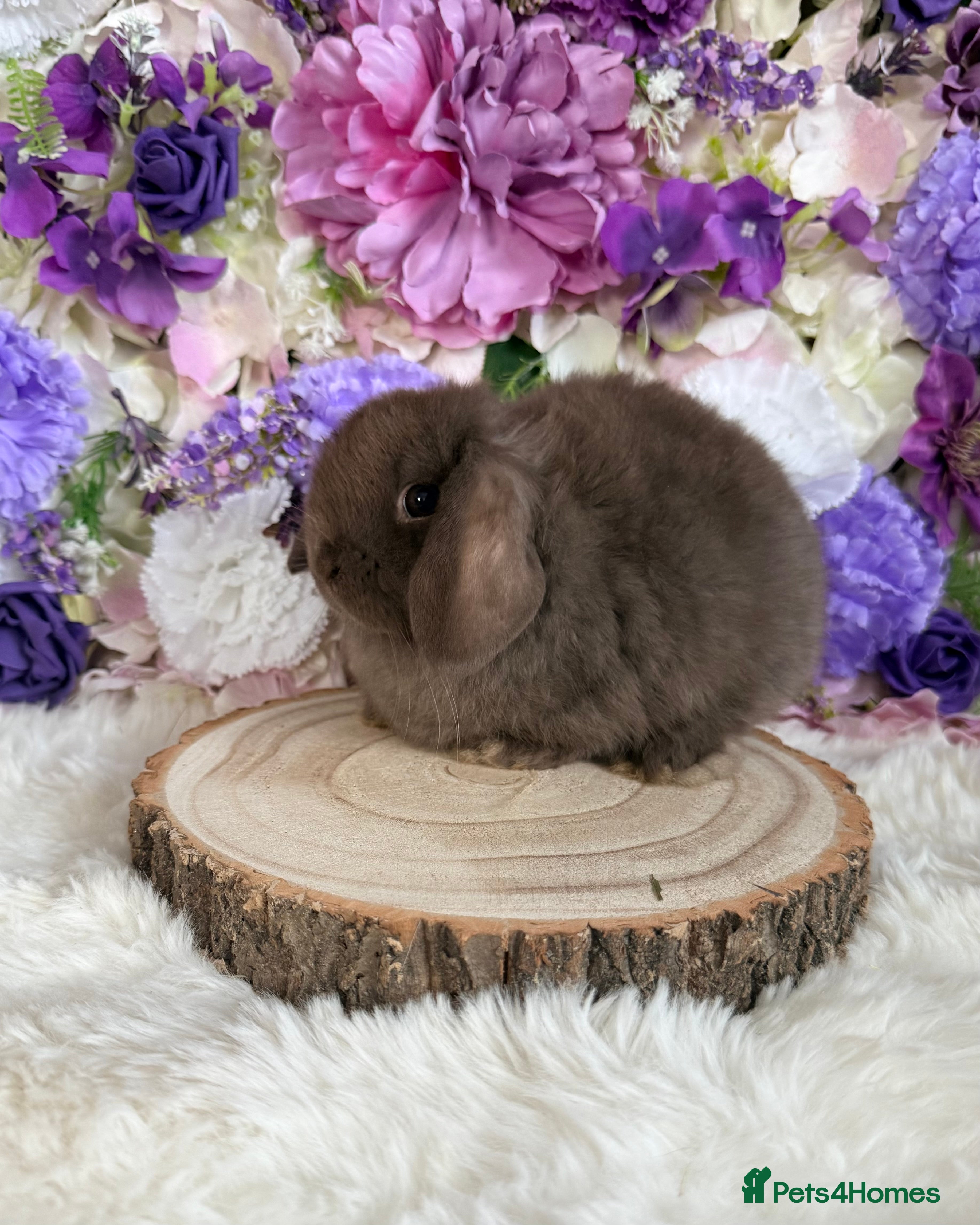 Mini Lop rabbits 💜 Vaccinated Mini Lop Bunnies 💜 xxx - Advert 2