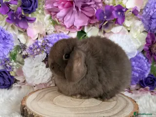 Mini Lop rabbits 💜 Vaccinated Mini Lop Bunnies 💜 xxx - Advert 2