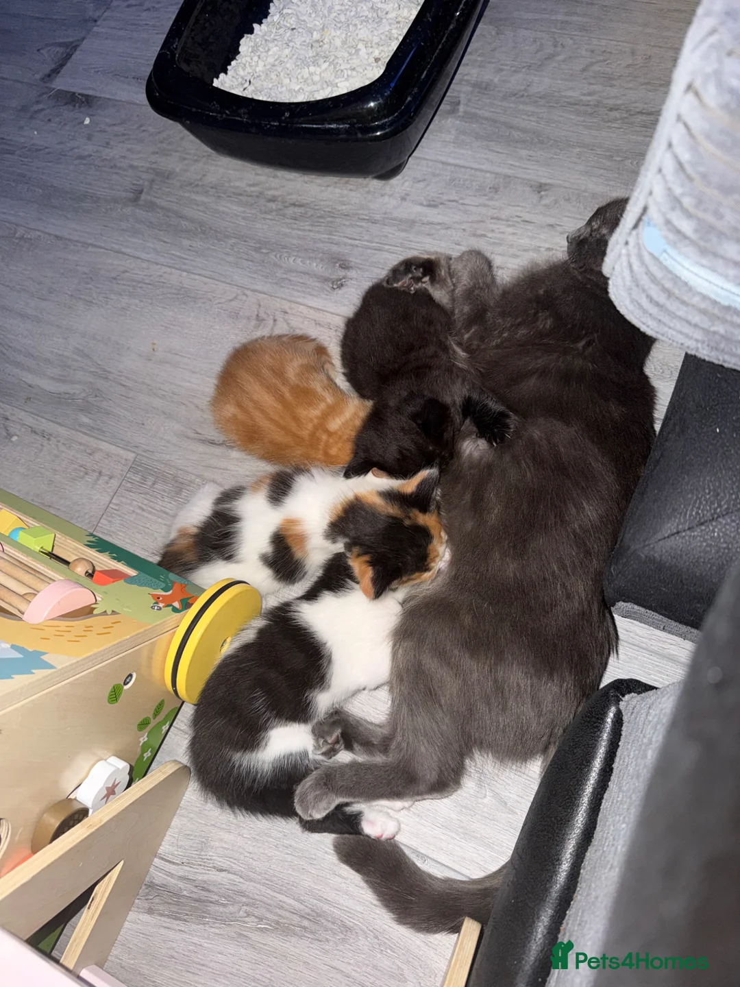 Mixed Breed cats for sale: 4 mixed kittens looking for a new home  in Halstead - Advert 6