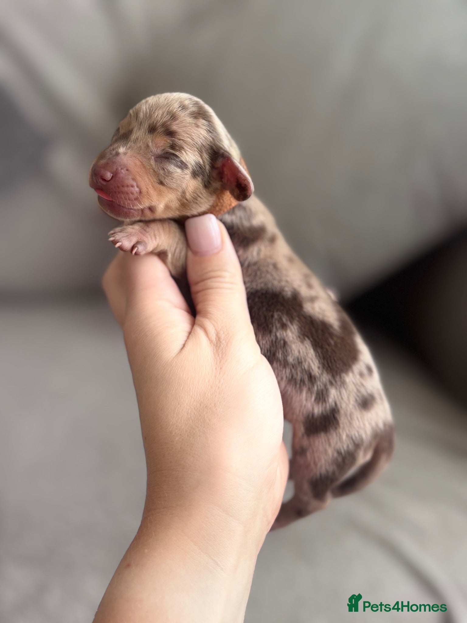 Miniature Dachshund dogs Stunning Miniature Dachshund Boys - Advert 12