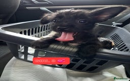 Mixed Breed dogs for sale: 💞ONLY 4 Beautiful Yorkie Russel Puppies Left 💞 - Image 23
