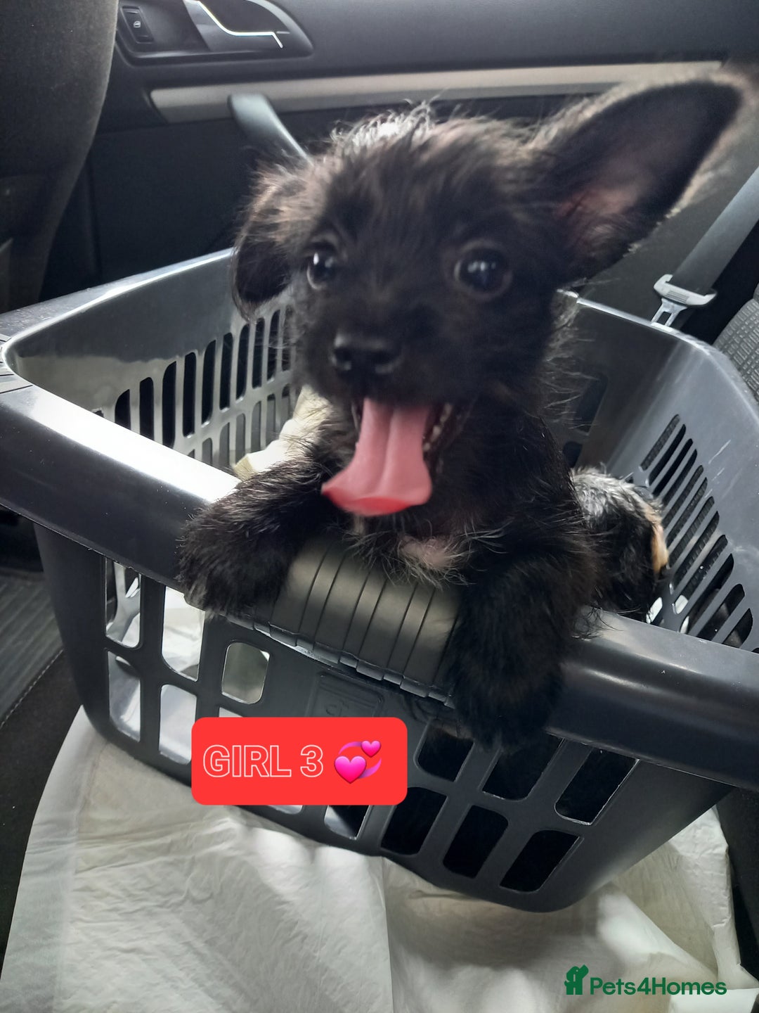 Mixed Breed dogs for sale: 💞ONLY 4 Beautiful Yorkie Russel Puppies Left 💞 - Image 23