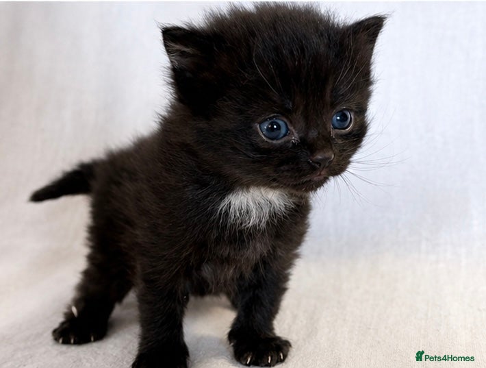 Domestic Shorthair cats Domestic SH kittens for reserve ₍^. .^₎⟆ - Advert 8
