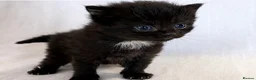 Domestic Shorthair cats for sale: Domestic SH kittens for reserve ₍^. .^₎⟆ - Advert 1