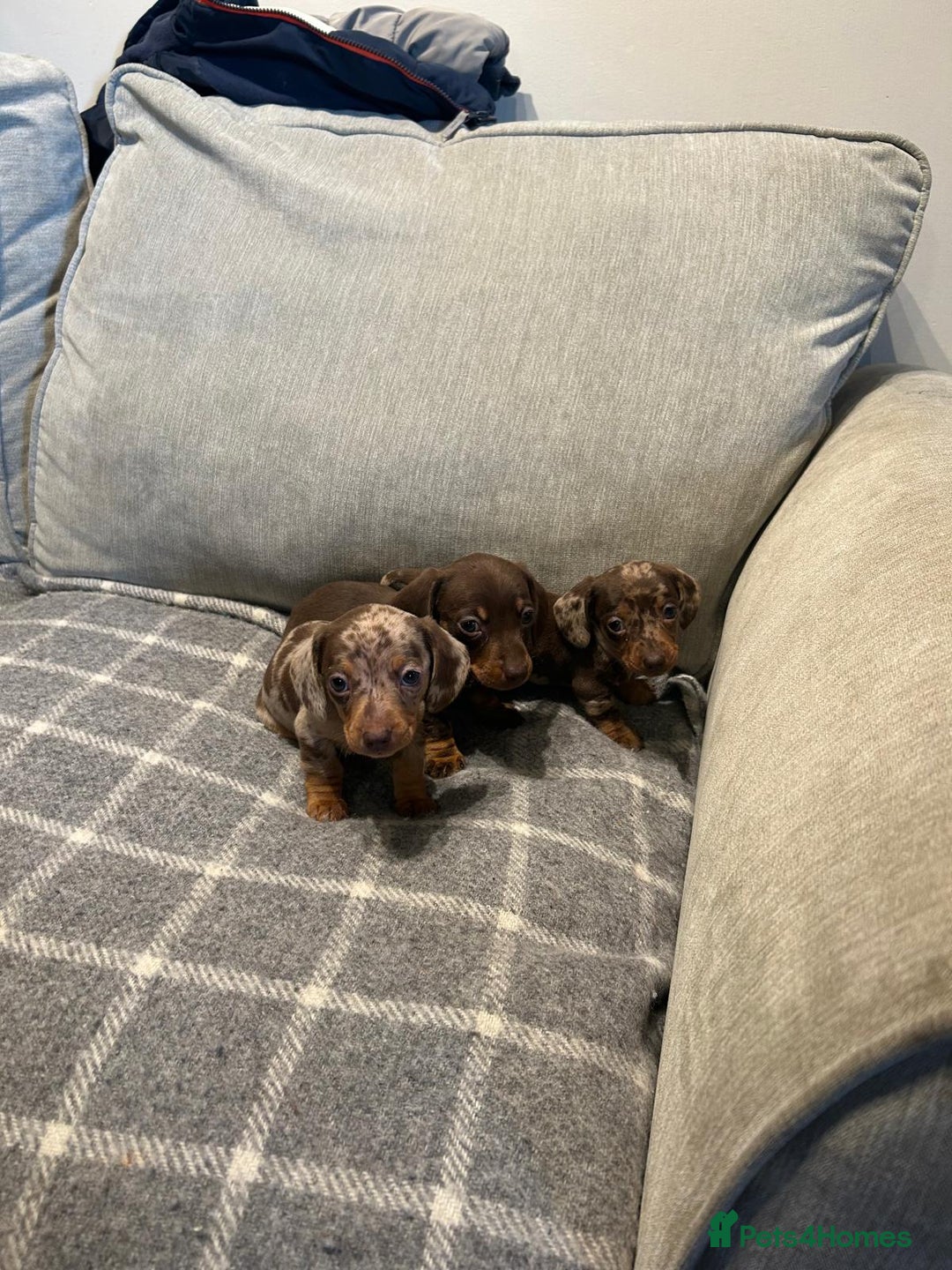 Miniature Dachshund dogs for sale: Stunning Miniature Dachshund Puppies-KC Registered - Advert 11