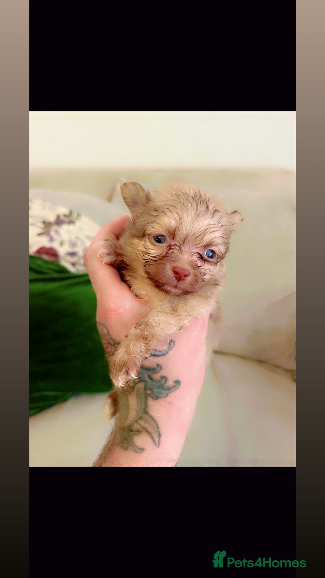 Pomchi dogs for sale: Pomchi puppie for sale - Image 16