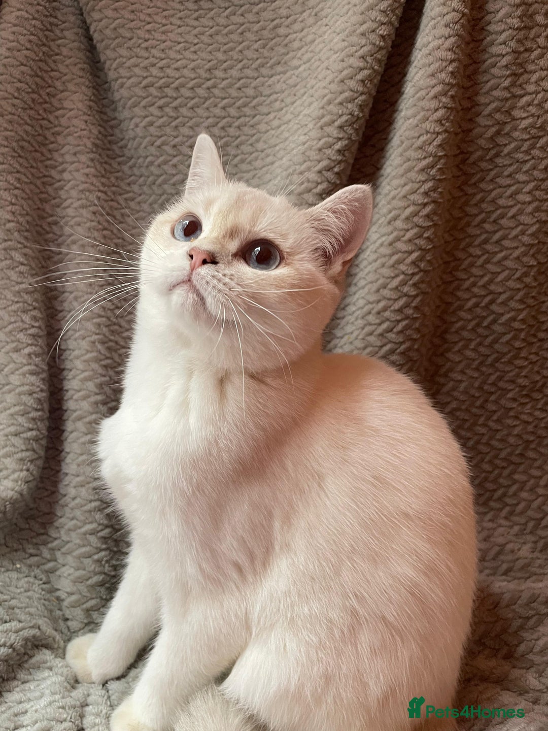 British Shorthair cats for sale: Older rare goldens n c/points 🐱   in Ashton-under-Lyne - Advert 5