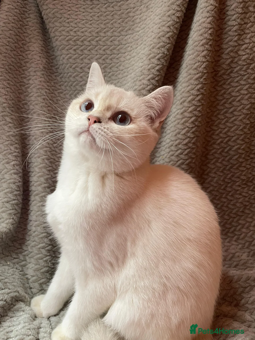 British Shorthair cats for sale: Older rare goldens n c/points 🐱   in Ashton-under-Lyne - Advert 2