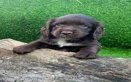 Cocker Spaniel dogs for sale: WORKING dna clear cocker spaniels  - Image 14