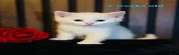 Domestic Shorthair cats for sale: Last 1 | Pure White Kitten for Sale | Ready Now  - Advert 3