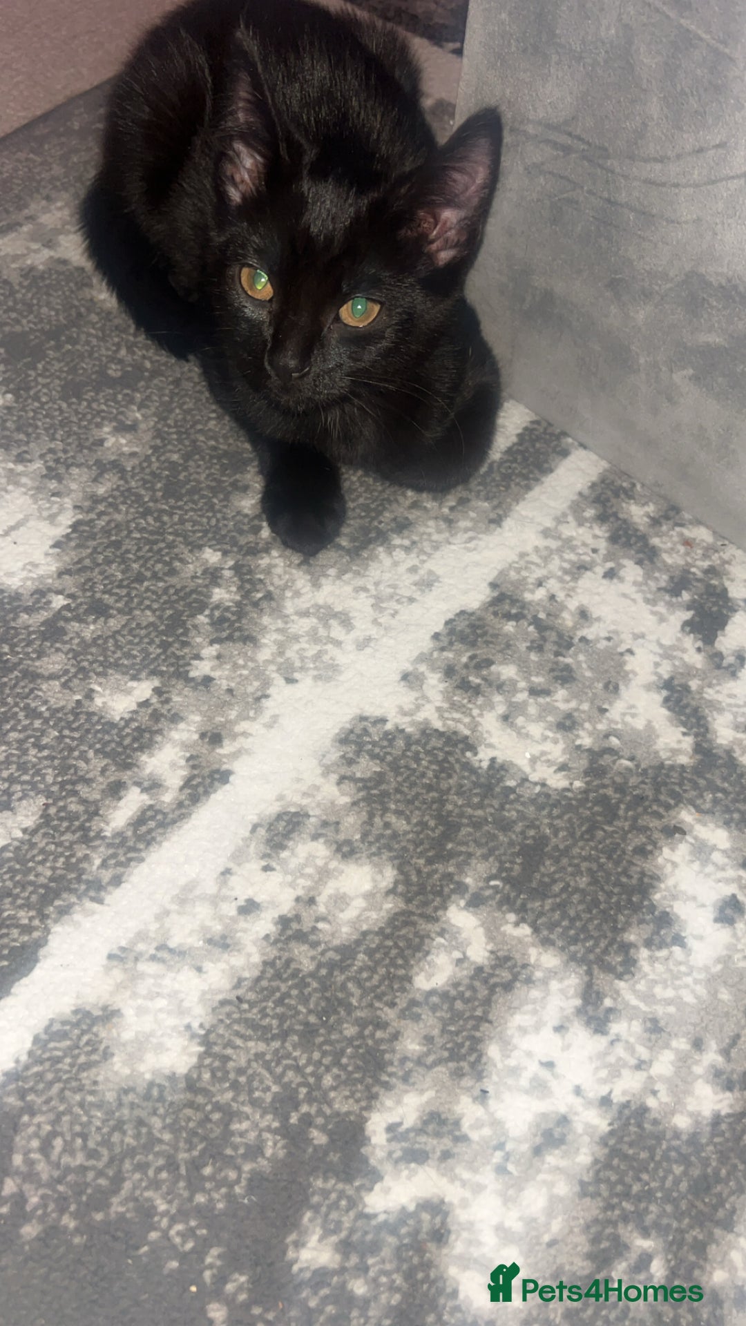 Siberian cats for sale: Siberian x Chartreux - Advert 5