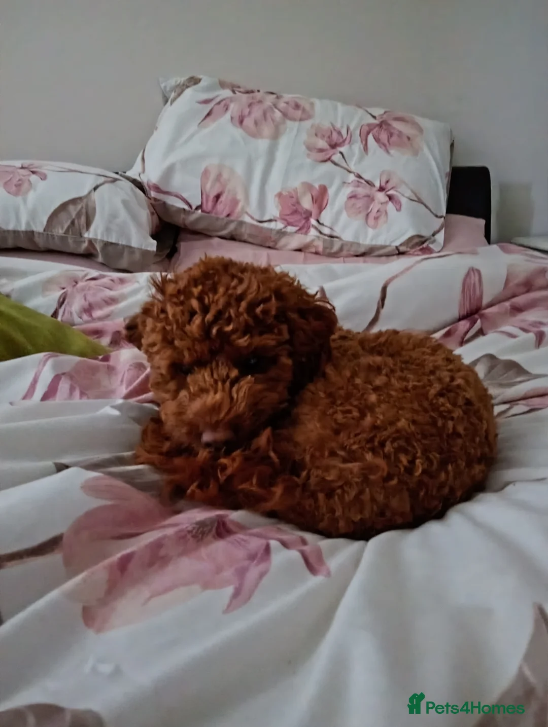 Cockapoo dogs for sale: Teddy the cockapoo  in Brighton - Advert 2
