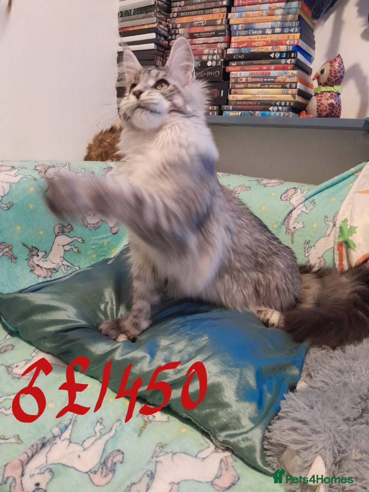 Maine Coon cats Polydactyl Black Silver girl/boy mainecoon TICA  - Advert 2