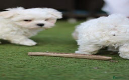 Maltese dogs for sale: 𝐓𝐢𝐧𝐲 𝐊𝐨𝐫𝐞𝐚𝐧 𝐌𝐚𝐥𝐭𝐞𝐬𝐞 𝐩𝐮𝐩𝐬 🐶  - Image 7