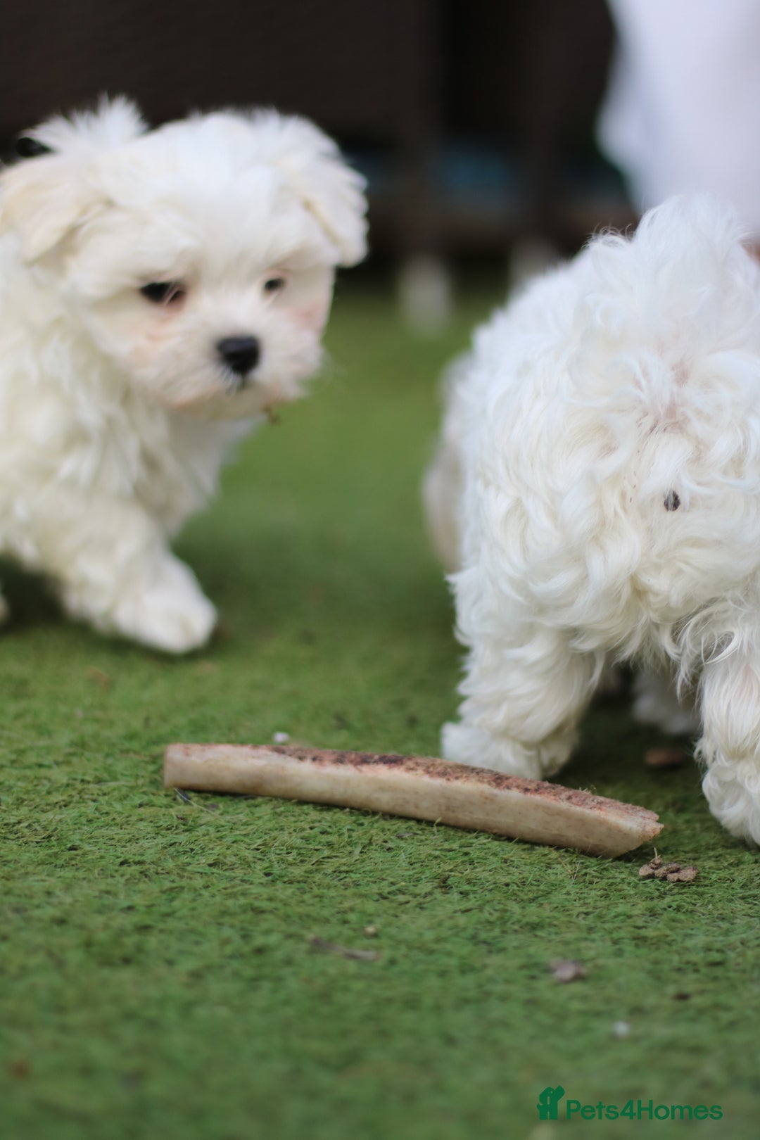 Maltese dogs for sale: 𝐓𝐢𝐧𝐲 𝐊𝐨𝐫𝐞𝐚𝐧 𝐌𝐚𝐥𝐭𝐞𝐬𝐞 𝐩𝐮𝐩𝐬 🐶  - Image 7