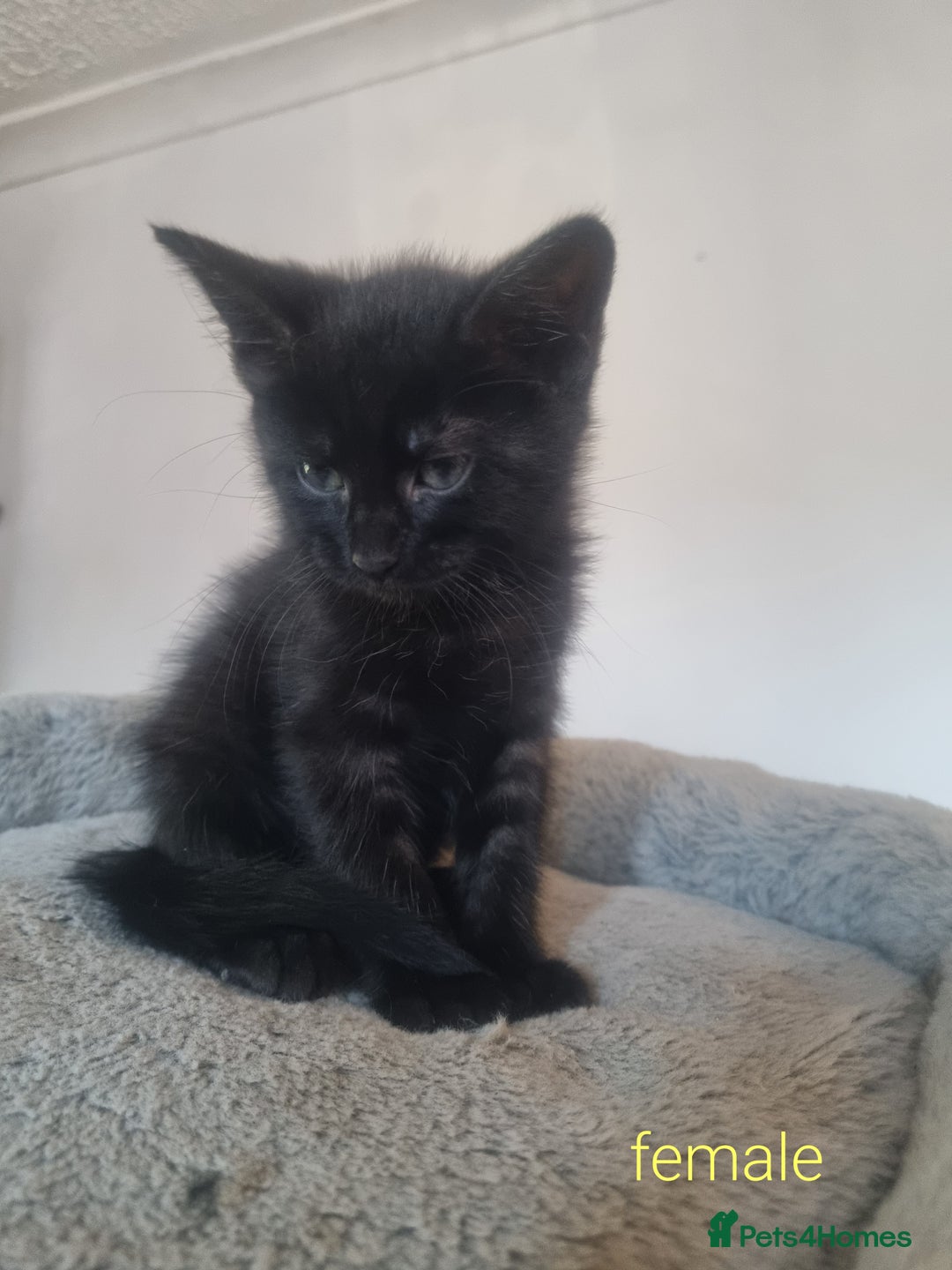 Maine Coon cats for sale: 4 adorable 😍 Mainecoon girls - Advert 12