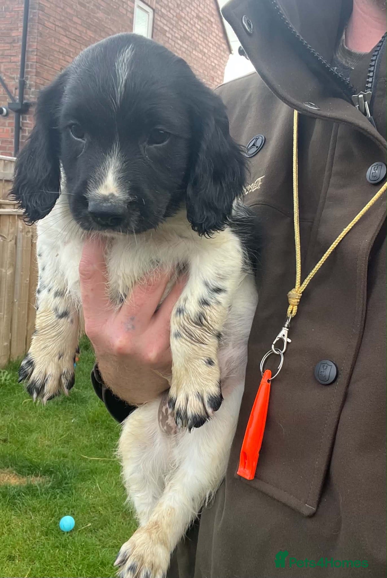English Springer Spaniel dogs English springer spaniel puppies  - Advert 3