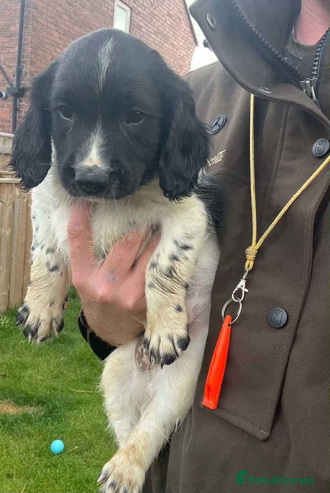 English Springer Spaniel dogs for sale: English springer spaniel puppies  - Advert 1