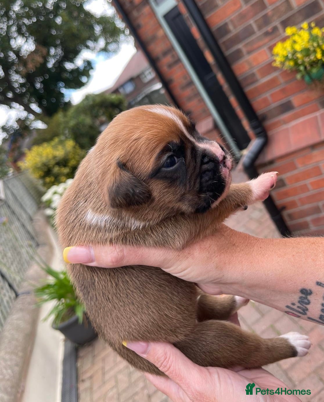 Boxer dogs Beautiful Red & White Boxer Puppies – Ready August - Advert 2