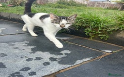 British Shorthair cats for sale: Sister cats need rehoming asap  - Image 4