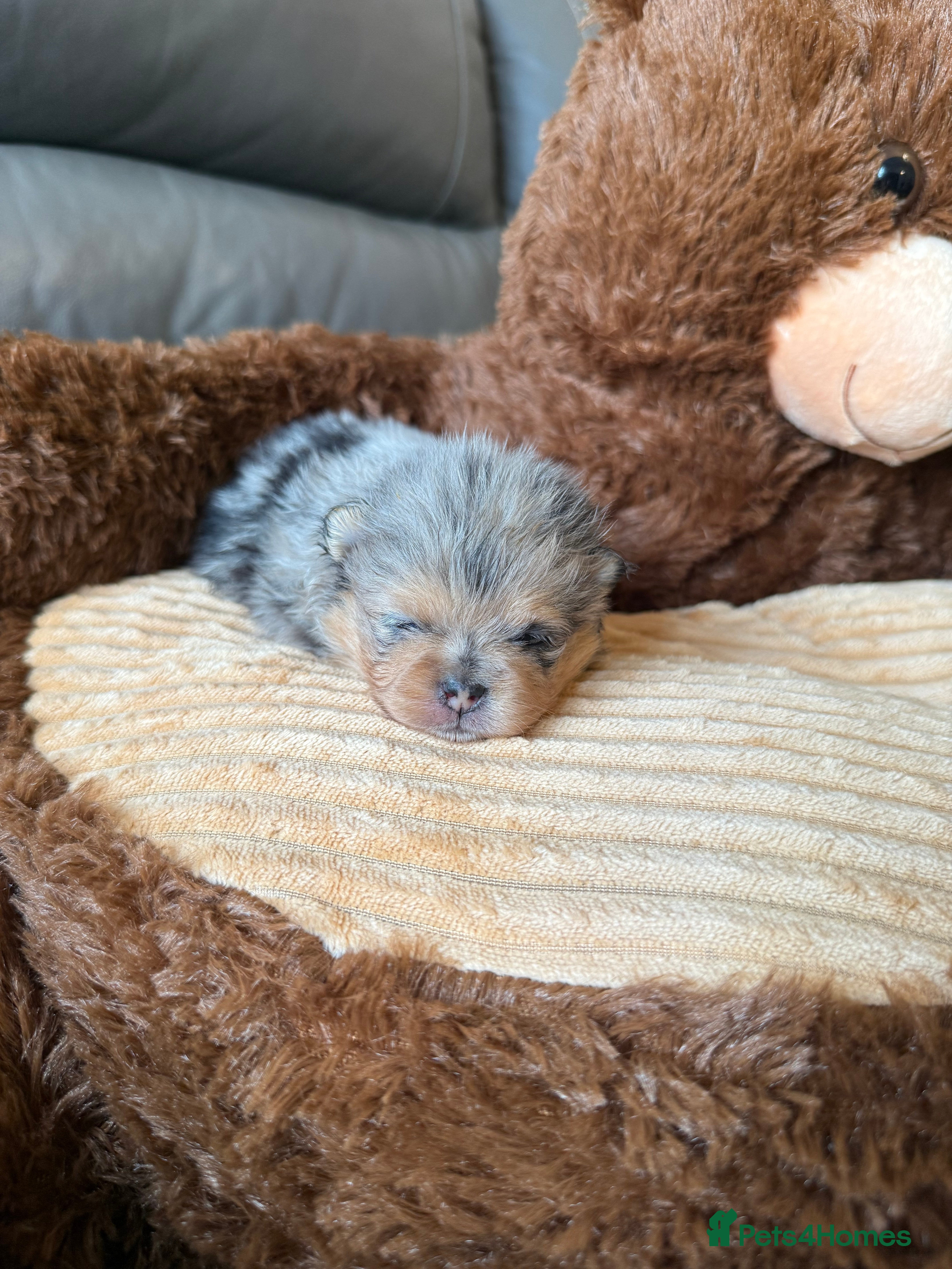 Pomeranian dogs Rare Beautiful Merle Pomeranians 💎 - Advert 5